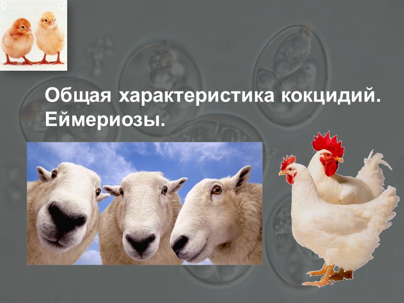 Общая характеристика кокцидий. Еймериозы.